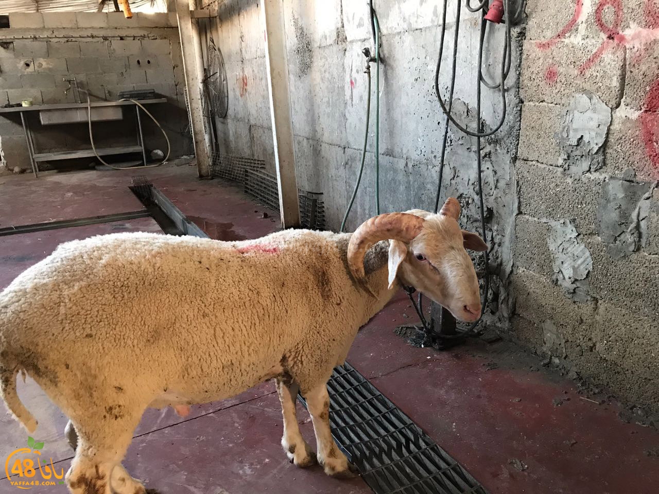 zahb37 3aqiaqa (2).jpg